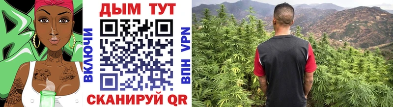 Бошки Шишки план Ессентукская